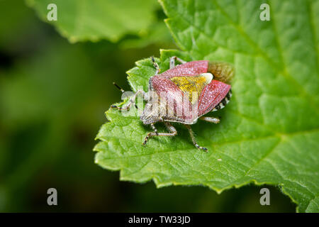 Primo piano di un adulto di sloe bug (Dolycoris baccarum, Pentatomidae) seduto su una foglia verde Foto Stock