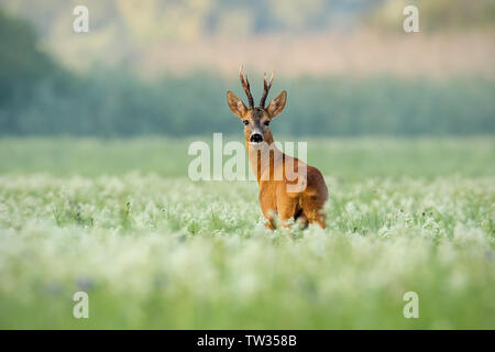 Forte di Capriolo, Capreolus capreolus, buck con scuri palchi su un prato con fiori di campo nelle prime ore del mattino. Avvisato animale selvatico cercando di fotocamera Foto Stock