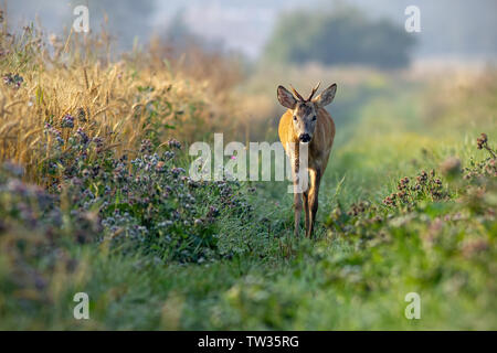 Il capriolo Capreolus capreolus, buck camminando lungo il campo di grano nella soleggiata mattina d'estate. Curioso wild giovani roebuck avvicinando in natura. Foto Stock