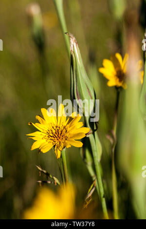 Capre di prato-sentito (Tragopogon pratensis) Foto Stock