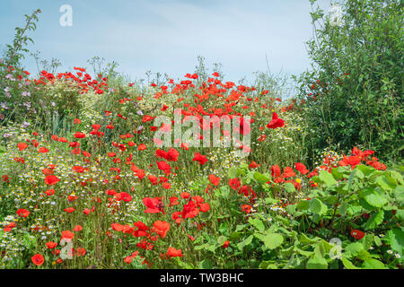 Fiori Selvatici, papaveri e margherite, danza del vento in una bella mattina di sole lungo Minster modo, Beverley, Yorkshire, Regno Unito. Foto Stock