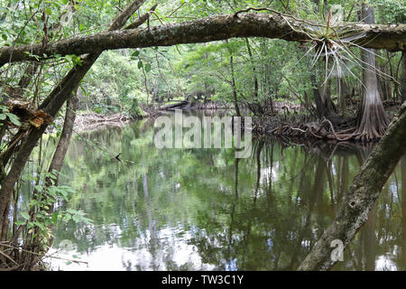 Hillsborough River, inferiore Hillsborough deserto per preservare la Florida. Foto Stock