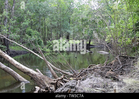 Hillsborough River, inferiore Hillsborough deserto per preservare la Florida. Foto Stock