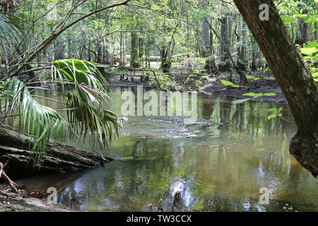 Hillsborough River, inferiore Hillsborough deserto per preservare la Florida. Foto Stock