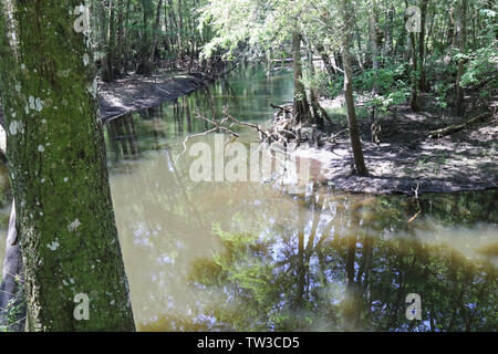 Hillsborough River, inferiore Hillsborough deserto per preservare la Florida. Foto Stock