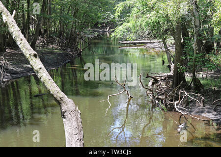 Hillsborough River, inferiore Hillsborough deserto per preservare la Florida. Foto Stock
