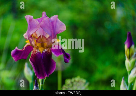 Concetto floreale di closeup viola Iris in un foglie verdi in giardino. Vista di fiore in fiore in estate con il luogo per il testo. Vista dall'alto su Iridis Illur Foto Stock