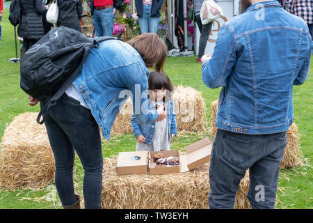 Ragazza giovane essendo offerto brownie al cioccolato al Parco Stonor food festival. Stonor, Henley-on-Thames, Oxfordshire, Inghilterra Foto Stock