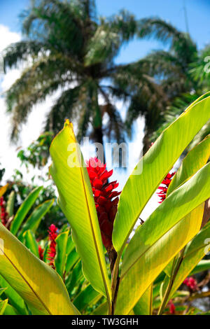 Il red ginger impianto o Alpinia Purpurata, con il sole che splende attraverso le foglie in Santa Clara, provincia di Villa Clara, Cuba, Caraibi Foto Stock