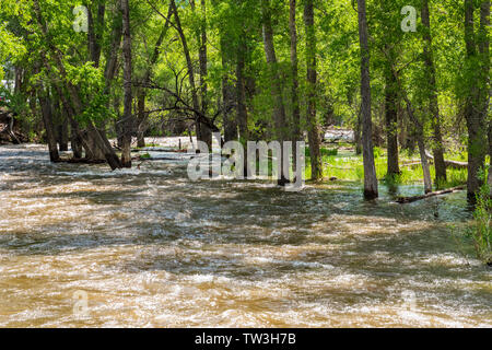 Inizio estate inondazioni Sud Arkansas River vicino Salida; Colorado; USA Foto Stock