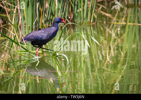 Western swamphen (Porphyrio porphyrio) nel suo ambiente naturale. Foto Stock