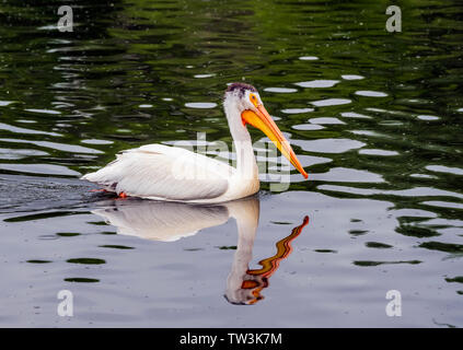 Americano bianco Pelican nuotare nel lago di sabbie Stato Area faunistica; Salida; Colorado; USA Foto Stock