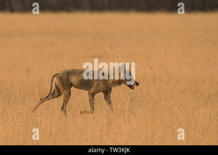 Indian lupo (Canis lupus pallipes) a Velavadar national park, Gujarat, India Foto Stock