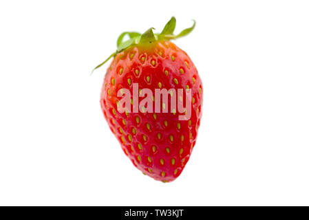 Appena raccolto fragola isolati su sfondo bianco Foto Stock