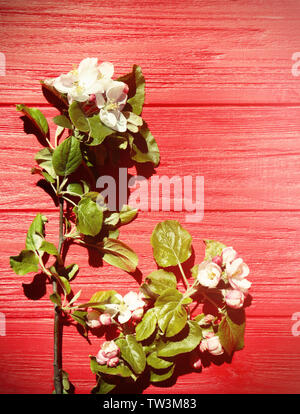 I rami degli alberi con fiori che sbocciano su sfondo di legno Foto Stock