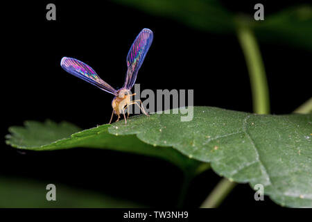 Maglia a manica lunga cicala di cera Foto Stock