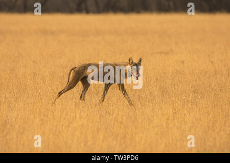 Indian lupo (Canis lupus pallipes) a Velavadar national park, Gujarat, India Foto Stock