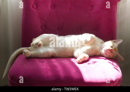 Razza gatto birmano sulla poltrona rosa Foto Stock