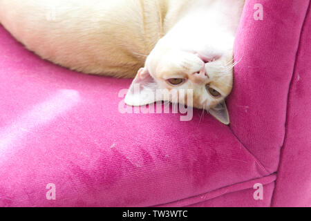 Razza gatto birmano sulla poltrona rosa Foto Stock