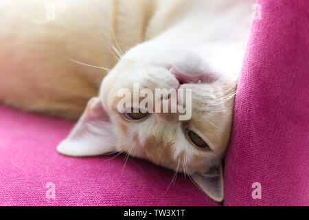 Razza gatto birmano sulla poltrona rosa Foto Stock