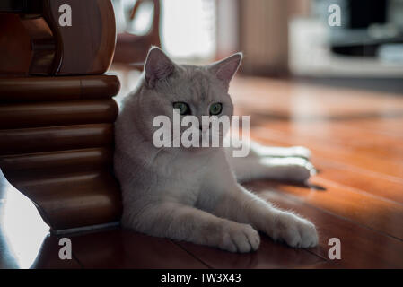 Cat breve gradiente argento Foto Stock