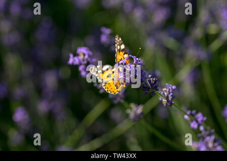 Farfalle su un raccolto di lavanda al sole Foto Stock