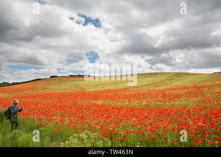 Vista del paesaggio della femmina isolato in hat in piedi dal Regno Unito il campo di papavero, campi tenendo fotografia di selvaggio, papaveri rossi su una collina con il telefono cellulare. Foto Stock