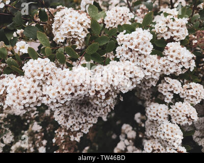 Molla di fioriture stagionali bush di bianco Spirea vanhouttei con il fuoco selettivo. Foto Stock
