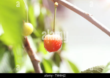 Rami con sweet cherry berry nel giardino sulla giornata di sole Foto Stock