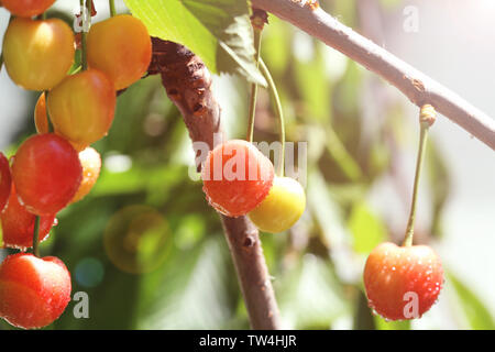 Rami con ciliegio dolce bacche nel giardino sulla giornata di sole Foto Stock