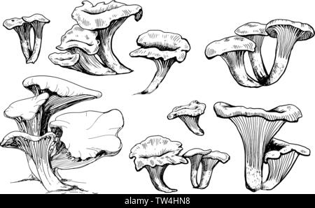 Fungo disegnati a mano illustrazione vettoriale. Schizzo isolato cibo disegno. Funghi galletti o gallinacci collezione. Organico prodotto vegetariano per menu, etichetta, confezione Illustrazione Vettoriale