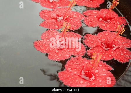 Pentola di pietra con acqua e splendidi fiori tropicali, primo piano Foto Stock