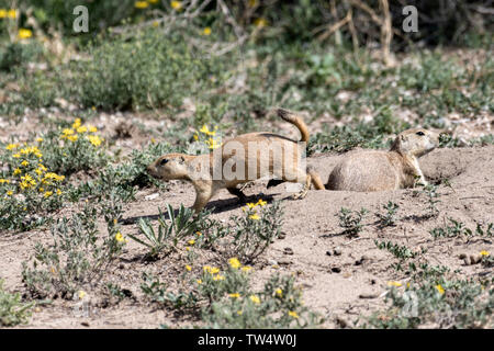 Coda nero i cani della prateria di vedetta all'ingresso alla colonia burrow del Rocky Mountain Arsenal National Wildlife Refuge in Commerce City, Colorado. Foto Stock