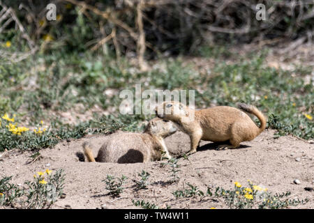 Coda nero i cani della prateria di vedetta all'ingresso alla colonia burrow del Rocky Mountain Arsenal National Wildlife Refuge in Commerce City, Colorado. Foto Stock