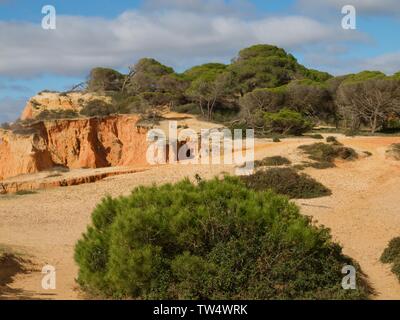 Foresta di Pini a Praia da Falesia a Albufeira in Portogallo Foto Stock