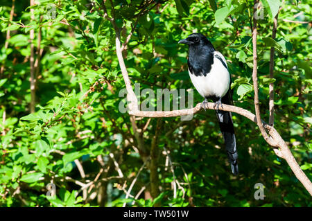 Un Eurasian gazza, Pica pica, appollaiate su un ramo in un giardino suburbano. Foto Stock