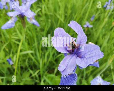 Fiori blu iris fiore nel giardino estivo. Bumblebee raccoglie il nettare nel fiore dell'iride. Foto Stock