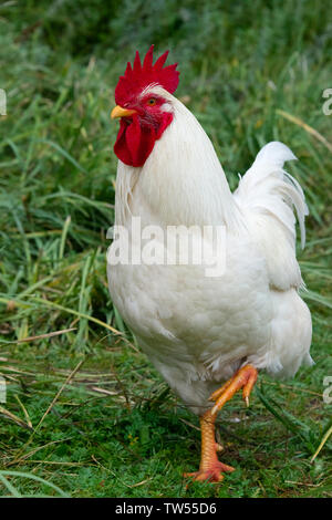 La Rooster, provincia di Gansu, Cina Foto Stock