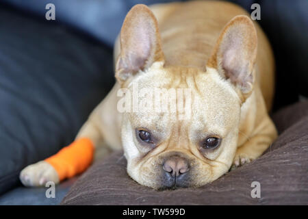 Bulldog francese con un bendaggio la guarigione da una lesione della zampa. Foto Stock