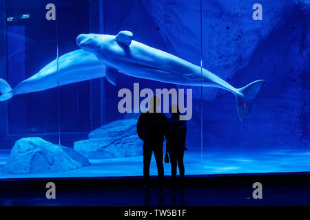 Le balene beluga in Haichang Ocean Park, Shanghai Foto Stock