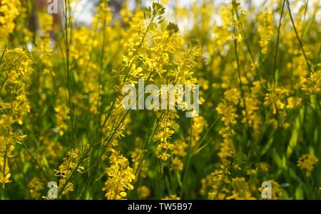 HD di colza materiale di sfondo Foto Stock