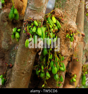 Averrhoa bilimbi (comunemente noto come bilimbi, cetriolo, ad albero o albero sorrel, bilimbi è un piccolo albero tropicale nativo di Indonesia e Malaysia, reachi Foto Stock