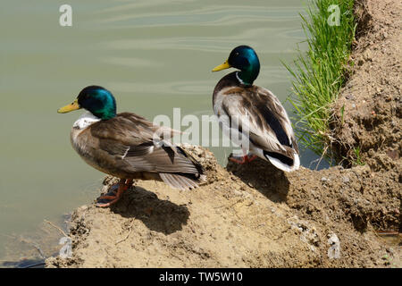 Il Germano Reale e incroci di germano reale e anatra domestica I draghetti in appoggio sulla battuta di sporcizia sul bordo del lago Foto Stock