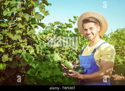 Giovane maschio agricoltore azienda uva acerbo cluster in vigna Foto Stock