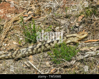 Close up di un spotted blue tongue lizard nel sud est della Tasmania Foto Stock