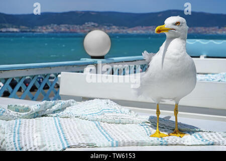 Bella bianca seagull all'aperto Foto Stock