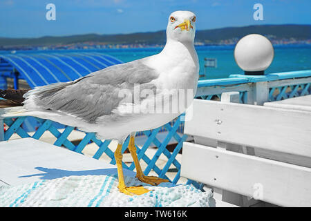 Bella bianca seagull all'aperto Foto Stock