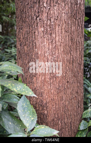 Foresta di Bamboo prugna Fiore strada prato in primavera a Chengdu, Cina Foto Stock