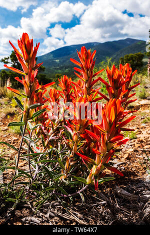 Rosso comune pennello indiano di fiori selvaggi; Castilleja; doppio arcobaleno sentiero vicino Salida; Colorado; USA Foto Stock