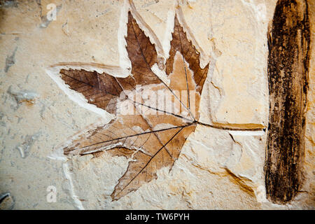 Sicomoro foglie con frammento di legno fossile 52 milioni di anni Green River Utah early eocene Foto Stock